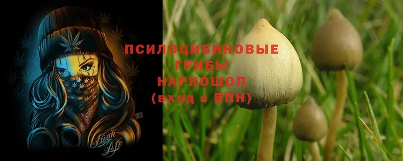 Галлюциногенные грибы Psilocybe  цены наркотик  Благодарный 